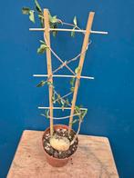 Caudex Fockea Edulis p10 (4), Ophalen of Verzenden, Halfschaduw, Minder dan 100 cm