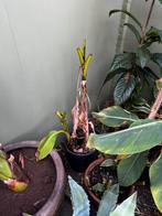 Musa basjoo, Tuin en Terras, Ophalen, Overige soorten, Volle zon