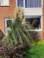 pampas gras, Tuin en Terras, Planten | Tuinplanten, Ophalen, Siergrassen, Volle zon
