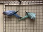 Halsband parkieten opaline EK., Dieren en Toebehoren, Vogels | Parkieten en Papegaaien, Meerdere dieren, Parkiet, Geringd