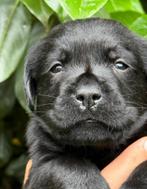 Prachtige stamboom zwarte  Labrador pups labradorpup, Dieren en Toebehoren, Honden | Retrievers, Spaniëls en Waterhonden, CDV (hondenziekte)