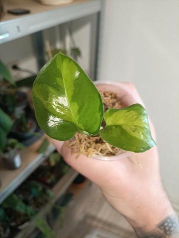 Epipremnum global green beschikbaar voor biedingen