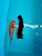 Te koop Beni Shusui 26cm 15 euro, Dieren en Toebehoren, Karper of Koi