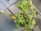 Geranium, Ophalen, Overige soorten, Halfschaduw