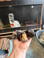 Nog enkele jonge en jong volwassen cavias beschikbaar!, Dieren en Toebehoren, Knaagdieren, Cavia, Juni, Meerdere dieren, Tam