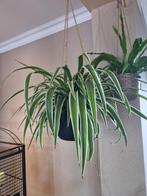 Graslelie - Chlorophytum, Ophalen, Halfschaduw, Minder dan 100 cm