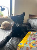 Hond 3 jaar oud herder achtige, Dieren en Toebehoren, Honden | Niet-rashonden, Reu, Eén hond, Nederland, Particulier