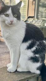 Lieve Europese korthaar poes zoekt nieuw thuis(gratis), Dieren en Toebehoren, Katten en Kittens | Overige Katten, Poes, Kortharig