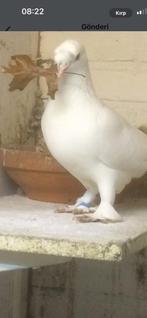 Te koop takla, Dieren en Toebehoren