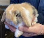 Jonge hangoor dwergkonijntjes / hangoordwergkonijnen te koop, Meerdere dieren, Dwerg, Hangoor, 0 tot 2 jaar
