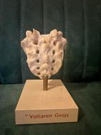 Vintage Anatomie model, Voltaren Geigy, Curiosa, Ophalen of Verzenden