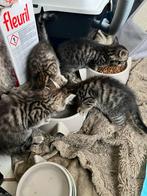 Jonge kittens, Dieren en Toebehoren, Katten en Kittens | Overige Katten, Meerdere dieren