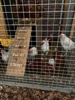 6 witte hanen, Dieren en Toebehoren, Mannelijk, Kip