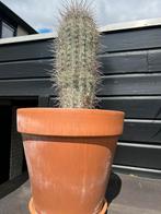 Cactus, Kunststof, Rond, Ophalen of Verzenden, Zo goed als nieuw