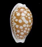 Schelpen: Cypraea abeliena australiensis 23mm (Gem), Ophalen of Verzenden, Schelp(en)