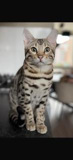 Fantastische ‘wilde’ bengaal kater, Dieren en Toebehoren, Kater, Gechipt, 0 tot 2 jaar