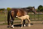 Mooie grote fokmerrie of draagmerrie, Dieren en Toebehoren, Paarden, Merrie, B, 170 tot 175 cm, 11 jaar of ouder