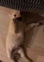 Labrador pup 9 weekjes, Dieren en Toebehoren, Reu, 8 tot 15 weken, Labrador retriever, Eén hond