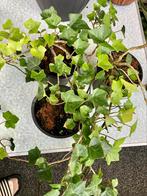 Hedera hibernica – sterke, groene klimop, Tuin en Terras, Planten | Tuinplanten, Ophalen of Verzenden, Klimplanten, Halfschaduw