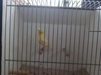 Gele kanarie, Dieren en Toebehoren, Vogels | Kanaries, Vrouwelijk, Kleurkanarie