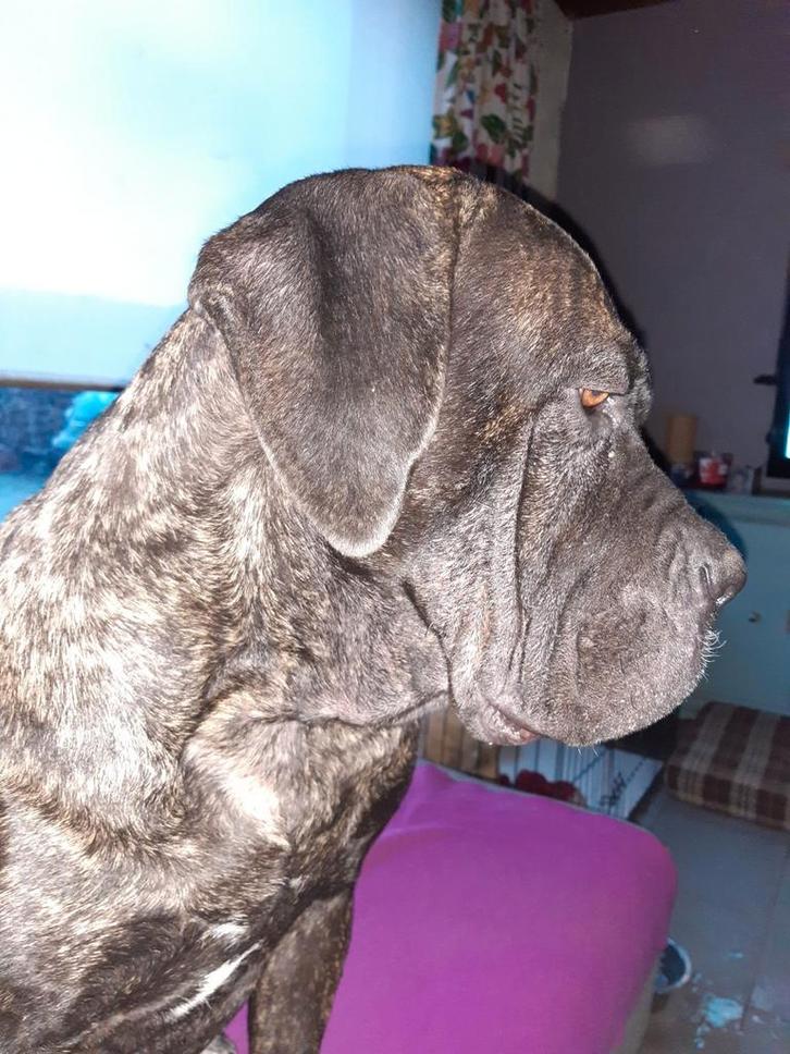 Cane Corso, Dieren en Toebehoren, Honden | Bulldogs, Pinschers en Molossers, Teef, Fokker | Hobbymatig, Eén hond, Nederland, 3 tot 5 jaar