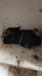 Jonge  zwarte          postduiven, Meerdere dieren, Postduif
