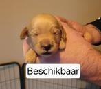Prachtige labradoodle pups, Parvo, Overige rassen, 8 tot 15 weken, Meerdere dieren