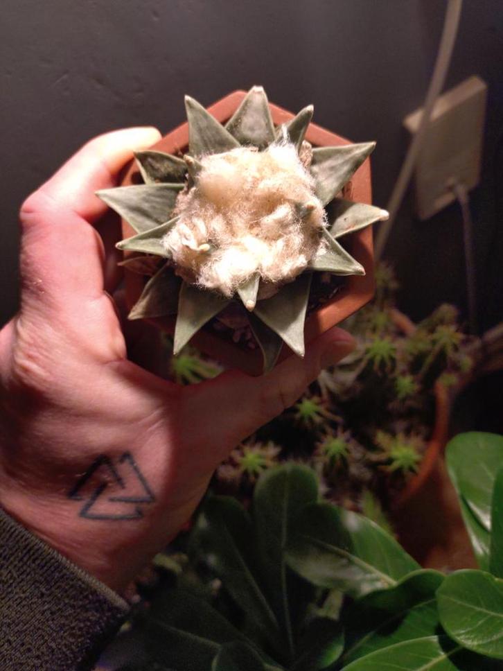 Ariocarpus retusus huizache cactus, Huis en Inrichting, Kamerplanten, Cactus, Minder dan 100 cm, Bloeiende kamerplant, Volle zon