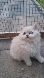 Britse langhaar kitten, Dieren en Toebehoren, Poes, Ontwormd
