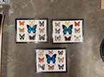 Opgezette vlinders in lijst, Ophalen of Verzenden, Nieuw, Insect, Opgezet dier