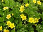 Waldsteinia ternata is een groenblijvende bodembedekker, Ophalen, Bodembedekkers, Vaste plant, Halfschaduw