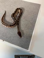 1.0 fire cinnamon amur 100% desert ghost konings python, Dieren en Toebehoren, Slang, 0 tot 2 jaar