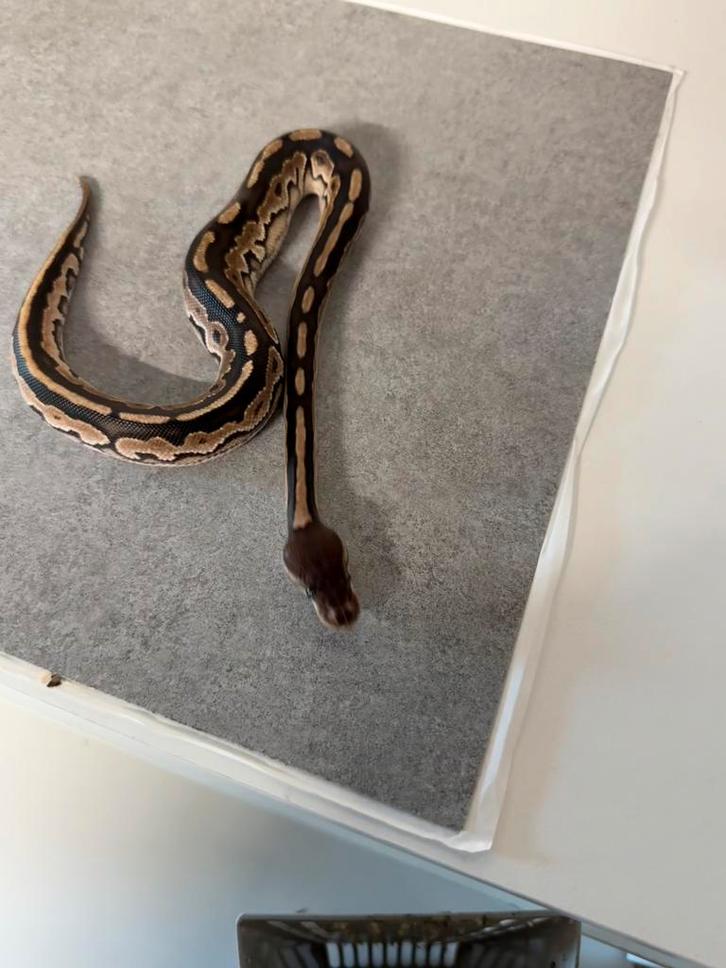 1.0 fire cinnamon amur 100% desert ghost konings python