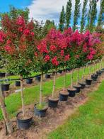 Lagerstroemia indica in diverse soorten en maten ‼️‼️, Tuin en Terras, In pot, Zomer, Volle zon, 250 tot 400 cm