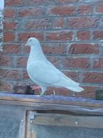 Te koop eeen  man Hoogvlieger, Mannelijk