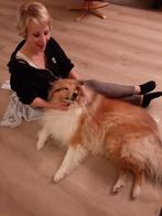 Hondenuitlaatservice in Ermelo!, Dieren en Toebehoren, Ophalen of Verzenden, Nieuw