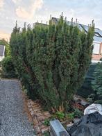 Taxus Baccata struik gratis af te halen, zelf uitgraven, Tuin en Terras, Planten | Struiken en Hagen, Ophalen, Taxus, Struik, 100 tot 250 cm