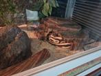 TAMME Koningspython 120CM MET COMPLEET TERRARIUM  INGERICHT, Slang, Tam, 0 tot 2 jaar