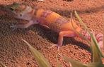 Jonge luipaard gekko's, Hagedis, 0 tot 2 jaar