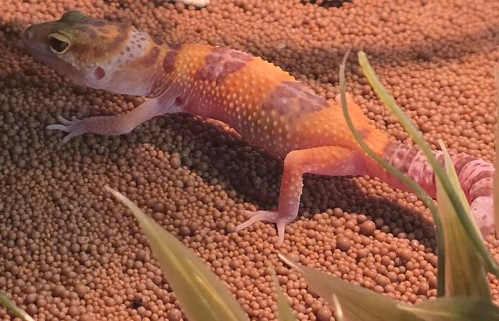 Jonge luipaard gekko's