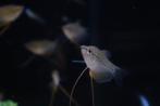 Diamant Gourami, Vis, Zoetwatervis