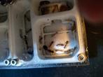 Camponotus irritants 10-20w incl setup, Dieren en Toebehoren, Insecten en Spinnen, Mieren