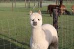 Alpaca merrie, Dieren en Toebehoren, Overige Dieren, Vrouwelijk, Voor 1 juli 2024