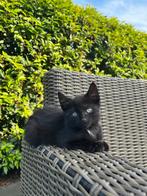 Boerderij kittens, Dieren en Toebehoren, Katten en Kittens | Overige Katten, Meerdere dieren, Kortharig, 0 tot 2 jaar