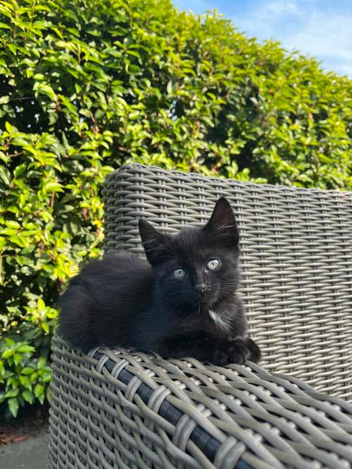 Boerderij kittens, Dieren en Toebehoren, Katten en Kittens | Overige Katten, Kortharig, Meerdere dieren, 0 tot 2 jaar