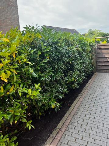 Laurierhaag ongeveer 2 meter hoog gratis! beschikbaar voor biedingen