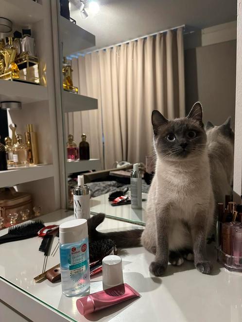 Kitten beschikbaar, Dieren en Toebehoren, Katten en Kittens | Raskatten | Korthaar, Meerdere dieren