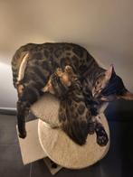 Bengaalse kittens, Dieren en Toebehoren, Katten en Kittens | Raskatten | Korthaar, Meerdere dieren, Ontwormd