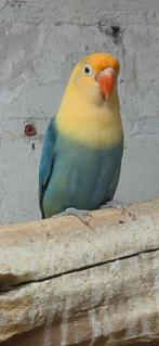 Mooie opaline turquoise violet/dilute, Dieren en Toebehoren, Vogels | Parkieten en Papegaaien, Meerdere dieren, Dwergpapegaai of Agapornis