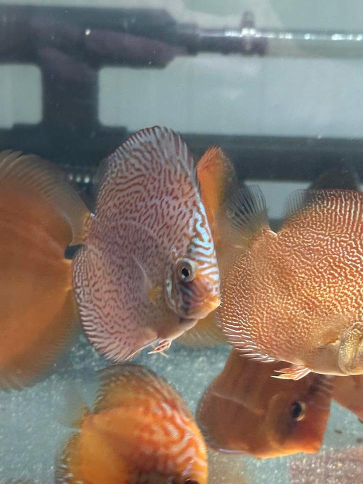 Discusvissen van Dutch Discus, Dieren en Toebehoren, Vissen | Aquariumvissen, Vis